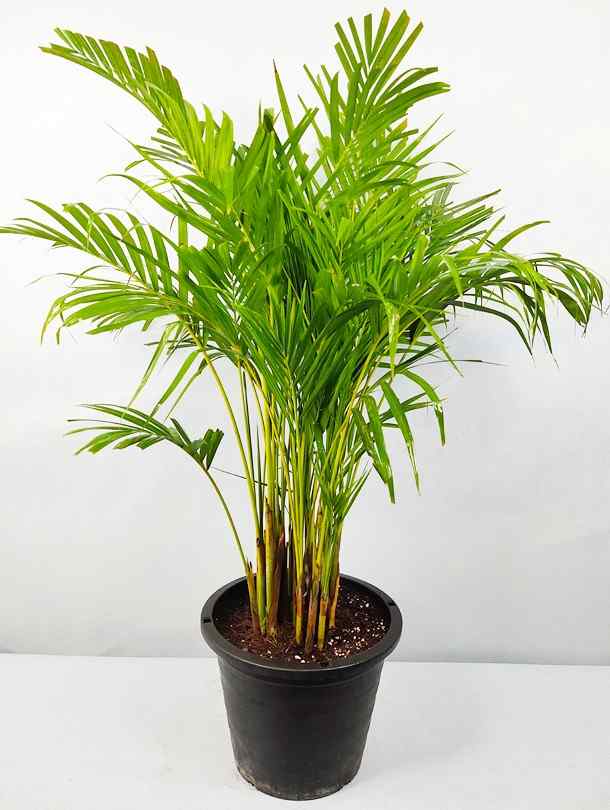 areca palm dubai Outdoor Areca Palm