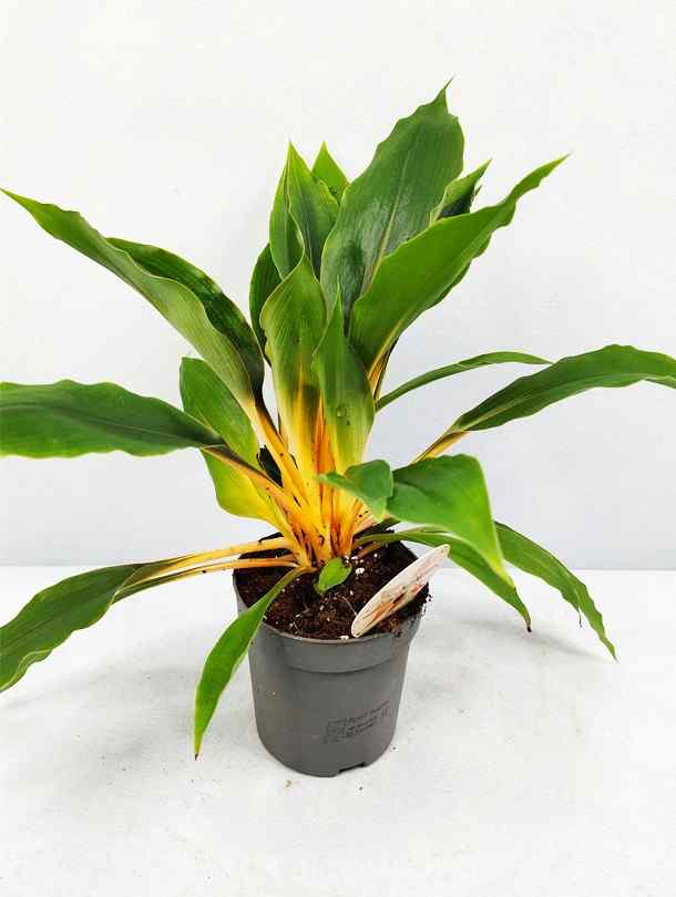 chlorophytum green orange flower Chlorophytum Green Orange