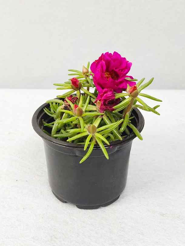 is portulaca an indoor plant Portulaca - Pink Portulaca grandiflora