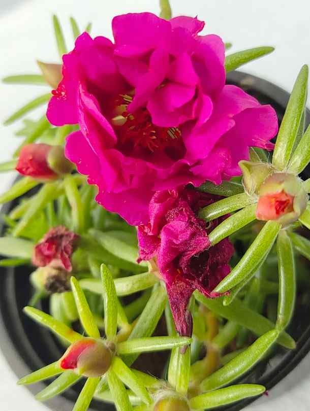 Fresh Flower Delivery in Dubai, UAE. Indoor & Outdoor Plants, Artificial Flowers, Plants & Trees, Succulent, Terrariums & Supplies, Gardening & Plantation, Moss wall, Green wall, Foliage Wall, Flowers for every occasion, Landscape Designing, Dry Flower, Coir Products, Plant Pots, Pets (Birds and Fishes) Aquarium, More.