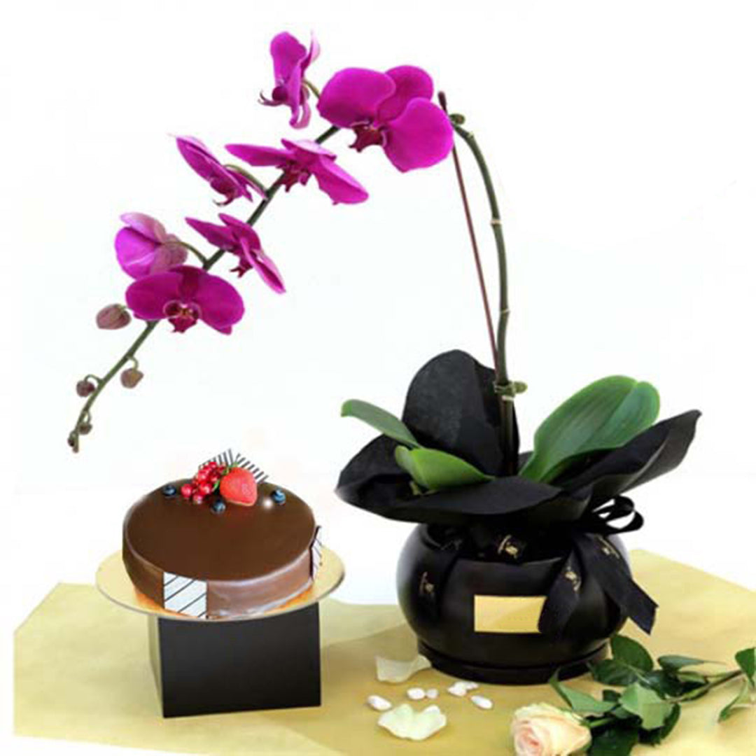 Fresh Flower Delivery in Dubai, UAE. Indoor & Outdoor Plants, Artificial Flowers, Plants & Trees, Succulent, Terrarium & Supplies, Gardening & Plantation, Moss wall, Green wall, Foliage Wall, Flowers for every occasion, Landscape Designing, Dry Flower, Coir Products, Plant Pots, Pets (Birds and Fishes) Aquarium, More..