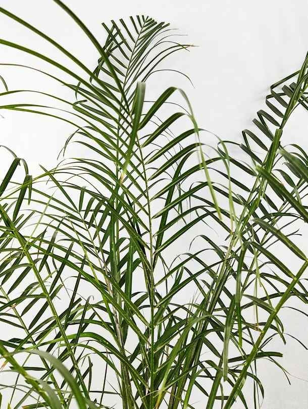 Fresh Flower Delivery in Dubai, UAE. Indoor & Outdoor Plants, Artificial Flowers, Plants & Trees, Succulent, Terrarium & Supplies, Gardening & Plantation, Moss wall, Green wall, Foliage Wall, Flowers for every occasion, Landscape Designing, Dry Flower, Coir Products, Plant Pots, Pets (Birds and Fishes) Aquarium, More..