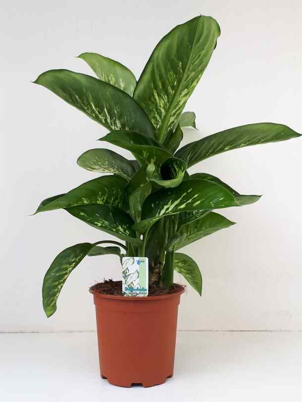 dieffenbachia terrarium Dieffenbachia | Indoor & Outdoor Plants