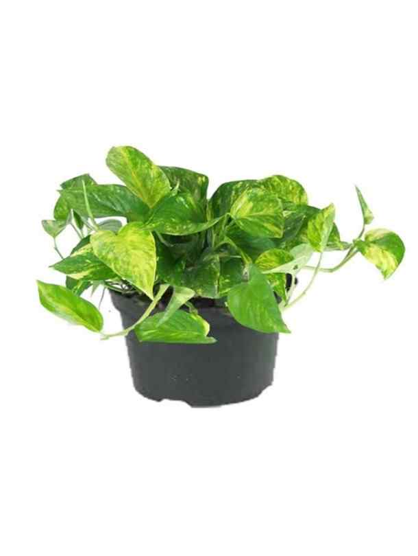 money plant dubai Money Plant - Epipremnum aureum