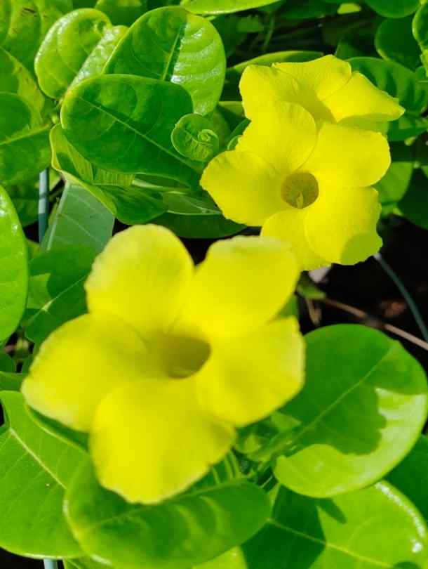 Fresh Flower Delivery in Dubai, UAE. Indoor & Outdoor Plants, Artificial Flowers, Plants & Trees, Succulent, Terrarium & Supplies, Gardening & Plantation, Moss wall, Green wall, Foliage Wall, Flowers for every occasion, Landscape Designing, Dry Flower, Coir Products, Plant Pots, Pets (Birds and Fishes) Aquarium, More..