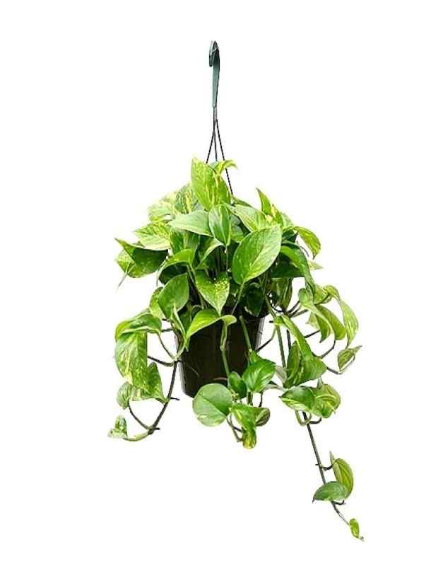 money plant wall hanging Money Plant - Hanging