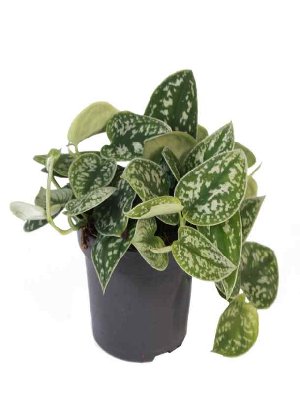 pothos dubai Satin Pothos | Indoor & Outdoor Plants