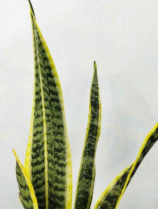 Sansevieria
