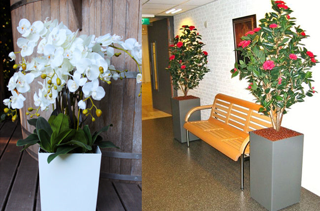 Preserved Moss Wall & Artificial Green wall, Wall Art Frames, Pets & Aquarium, Coir Products, Plant Pots, Dry Flower, Green wall, Foliage Wall, Flowers for every occasion, Landscape Designing, Dry Flower, Coir Products,Plant Pots, Flower Delivery in Dubai, UAE. Flower bouquets, Indoor & Outdoor Plants, succulents Dubai