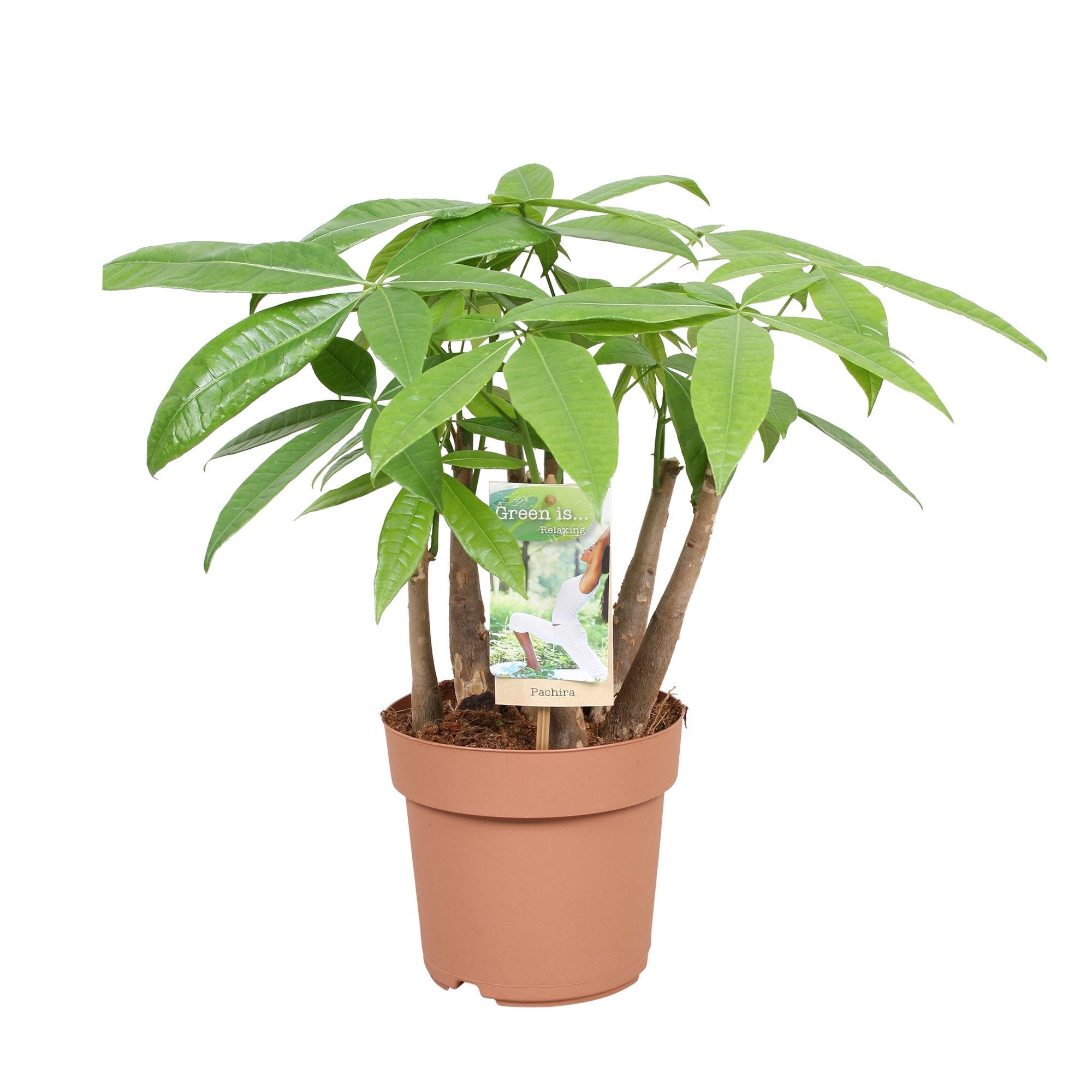 23 with a money tree Money tree Pachira aquatica| Indoor & Outdoor Plants Delivery in Dubai – Green Art Factory