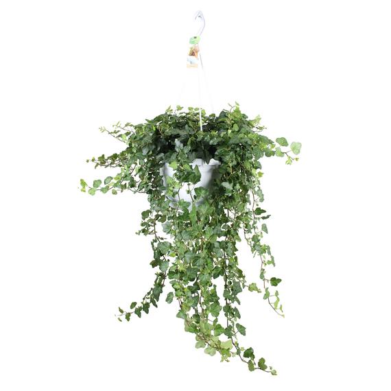 Fresh Flower Delivery in Dubai, UAE. Indoor & Outdoor Plants, Artificial Flowers, Plants & Trees, Succulent, Terrariums & Supplies, Gardening & Plantation, Moss wall, Green wall, Foliage Wall, Flowers for every occasion, Landscape Designing, Dry Flower, Coir Products, Plant Pots, Pets Aquarium, More.