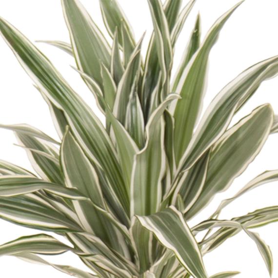 Fresh Flower Delivery in Dubai, UAE. Indoor & Outdoor Plants, Artificial Flowers, Plants & Trees, Succulent, Terrariums & Supplies, Gardening & Plantation, Moss wall, Green wall, Foliage Wall, Flowers for every occasion, Landscape Designing, Dry Flower, Coir Products, Plant Pots, Pets Aquarium, More.