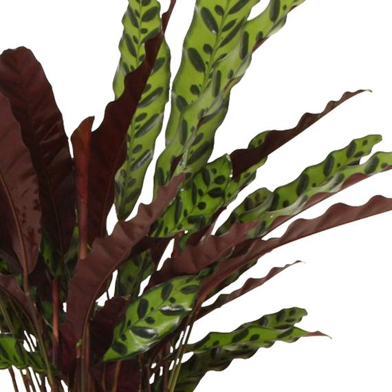 Calathea 'Insigne' red-green