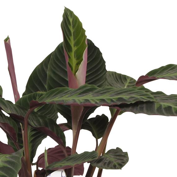 Fresh Flower Delivery in Dubai, UAE. Indoor & Outdoor Plants, Artificial Flowers, Plants & Trees, Succulent, Terrariums & Supplies, Gardening & Plantation, Moss wall, Green wall, Foliage Wall, Flowers for every occasion, Landscape Designing, Dry Flower, Coir Products, Plant Pots, Pets Aquarium, More.