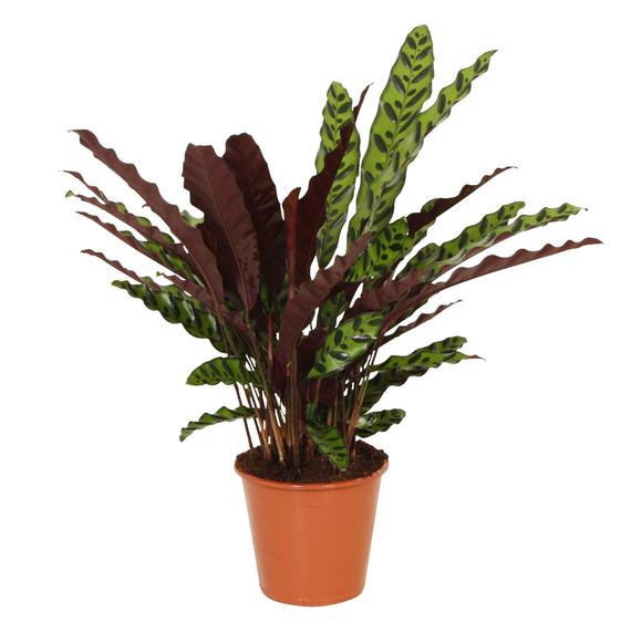 Calathea 'Insigne' red-green