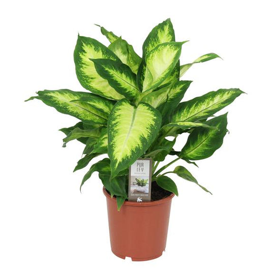Fresh Flower Delivery in Dubai, UAE. Indoor & Outdoor Plants, Artificial Flowers, Plants & Trees, Succulent, Terrariums & Supplies, Gardening & Plantation, Moss wall, Green wall, Foliage Wall, Flowers for every occasion, Landscape Designing, Dry Flower, Coir Products, Plant Pots, Pets Aquarium, More.