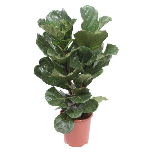 Fresh Flower Delivery in Dubai, UAE. Indoor & Outdoor Plants, Artificial Flowers, Plants & Trees, Succulent, Terrariums & Supplies, Gardening & Plantation, Moss wall, Green wall, Foliage Wall, Flowers for every occasion, Landscape Designing, Dry Flower, Coir Products, Plant Pots, Pets Aquarium, More.