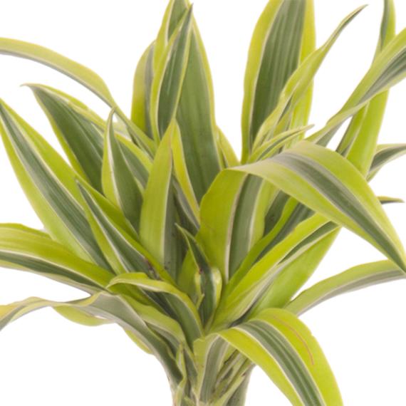 Fresh Flower Delivery in Dubai, UAE. Indoor & Outdoor Plants, Artificial Flowers, Plants & Trees, Succulent, Terrariums & Supplies, Gardening & Plantation, Moss wall, Green wall, Foliage Wall, Flowers for every occasion, Landscape Designing, Dry Flower, Coir Products, Plant Pots, Pets Aquarium, More.