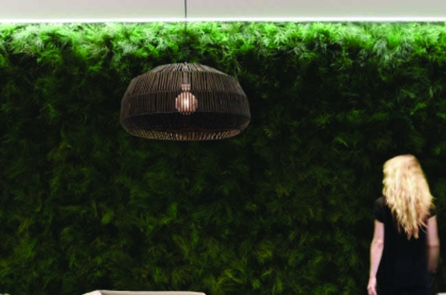 Preserved Moss Wall & Artificial Green wall, Wall Art Frames, Pets & Aquarium, Coir Products, Plant Pots, Dry Flower, Green wall, Foliage Wall, Flowers for every occasion, Landscape Designing, Dry Flower, Coir Products,Plant Pots, Flower Delivery in Dubai, UAE. Flower bouquets, Indoor & Outdoor Plants, succulents Dubai