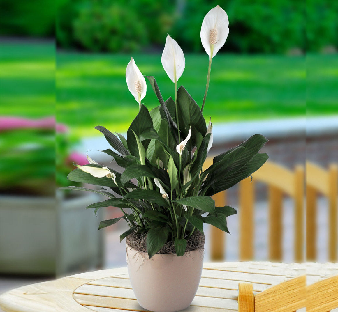 peace lily spathiphyllum mauna loa Peace Lily (Spathiphyllum Mauna Loa)