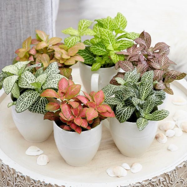 mosaic plant indoor Fittonia, Nerve or Mosaic Plant