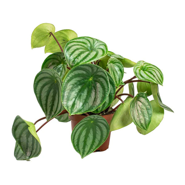 Fresh Flower Delivery in Dubai, UAE. Indoor & Outdoor Plants, Artificial Flowers, Plants & Trees, Succulent, Terrariums & Supplies, Gardening & Plantation, Moss wall, Green wall, Foliage Wall, Flowers for every occasion, Landscape Designing, Dry Flower, Coir Products, Plant Pots, Pets (Birds and Fishes) Aquarium, More.