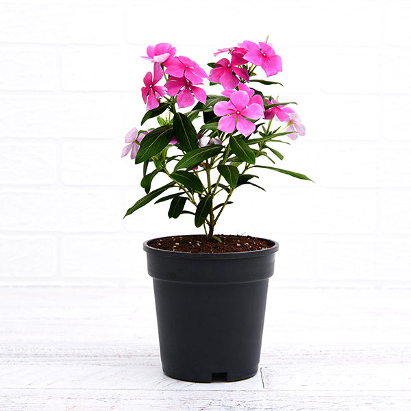 lavender plant dubai Vinca, Catharanthus roseus (Lavender)