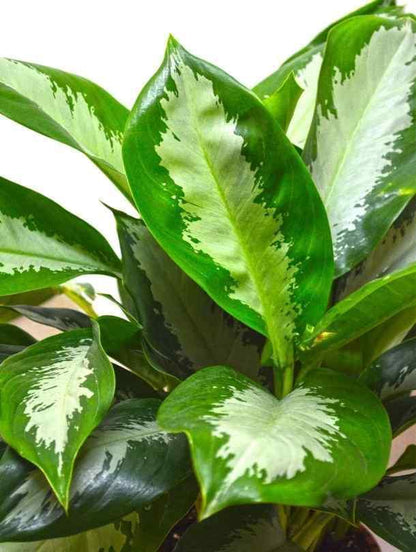 aglaonema pattaya care Aglaonema Pattaya