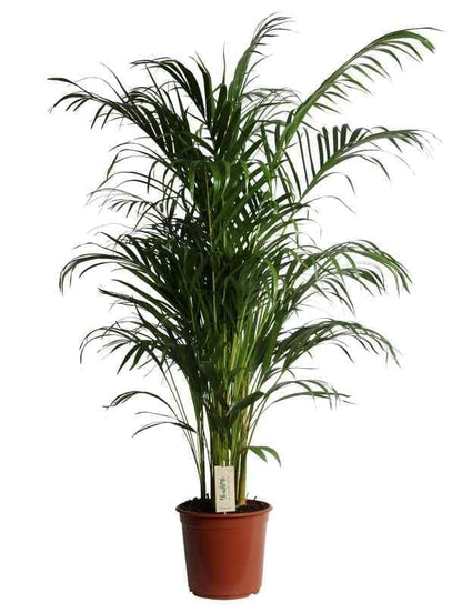 Areca Palm