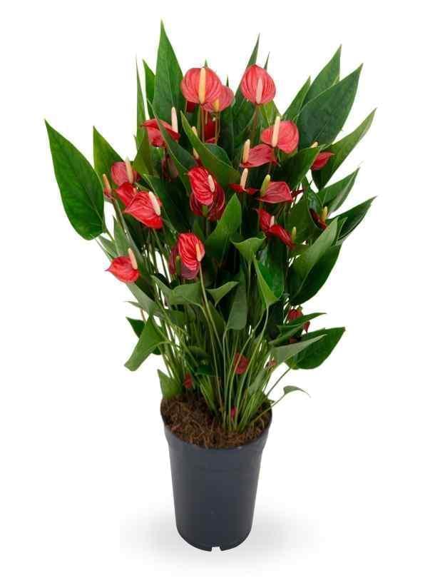 Anthurium - RED - SMALL FLOWER