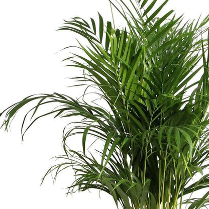 areca palm xl Areca palm Dypsis lutescens XL green
