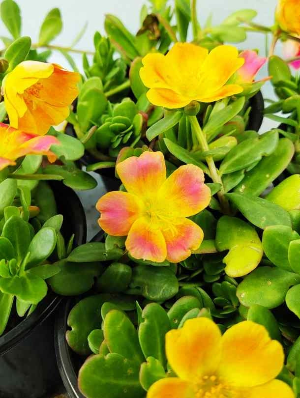 Fresh Flower Delivery in Dubai, UAE. Indoor & Outdoor Plants, Artificial Flowers, Plants & Trees, Succulent, Terrariums & Supplies, Gardening & Plantation, Moss wall, Green wall, Foliage Wall, Flowers for every occasion, Landscape Designing, Dry Flower, Coir Products, Plant Pots, Pets (Birds and Fishes) Aquarium, More.