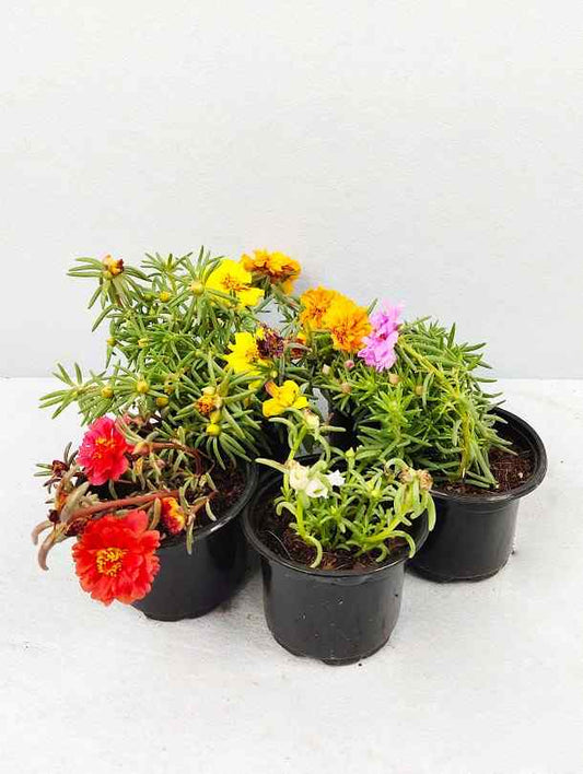 Fresh Flower Delivery in Dubai, UAE. Indoor & Outdoor Plants, Artificial Flowers, Plants & Trees, Succulent, Terrariums & Supplies, Gardening & Plantation, Moss wall, Green wall, Foliage Wall, Flowers for every occasion, Landscape Designing, Dry Flower, Coir Products, Plant Pots, Pets (Birds and Fishes) Aquarium, More.