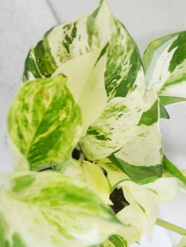 pothos dubai Manjula Pothos | Indoor & Outdoor Plants
