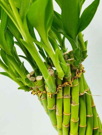  Fresh Flower Delivery in Dubai, UAE. Indoor & Outdoor Plants, Artificial Flowers, Plants & Trees, Succulent, Terrariums & Supplies, Gardening & Plantation, Moss wall, Green wall, Foliage Wall, Flowers for every occasion, Landscape Designing, Dry Flower, Coir Products, Plant Pots, Pets (Birds and Fishes) Aquarium, More.