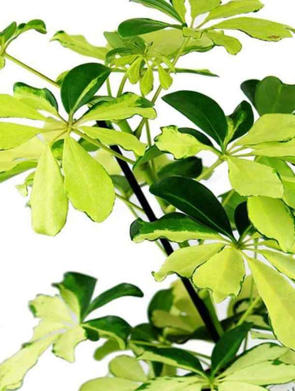 Fresh Flower Delivery in Dubai, UAE. Indoor & Outdoor Plants, Artificial Flowers, Plants & Trees, Succulent, Terrariums & Supplies, Gardening & Plantation, Moss wall, Green wall, Foliage Wall, Flowers for every occasion, Landscape Designing, Dry Flower, Coir Products, Plant Pots, Pets (Birds and Fishes) Aquarium, More.