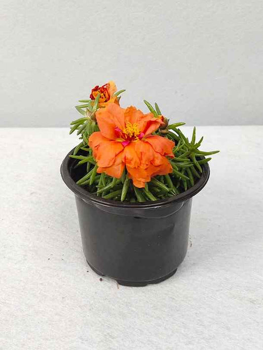 Fresh Flower Delivery in Dubai, UAE. Indoor & Outdoor Plants, Artificial Flowers, Plants & Trees, Succulent, Terrariums & Supplies, Gardening & Plantation, Moss wall, Green wall, Foliage Wall, Flowers for every occasion, Landscape Designing, Dry Flower, Coir Products, Plant Pots, Pets (Birds and Fishes) Aquarium, More.