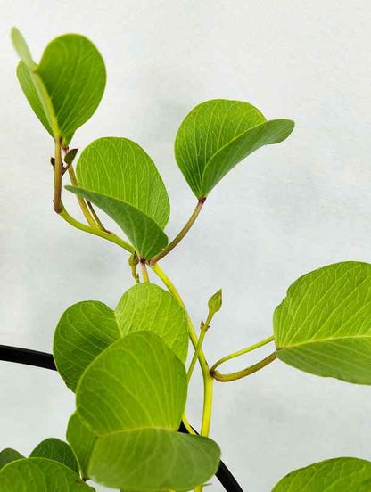 Ipomea pescarpre