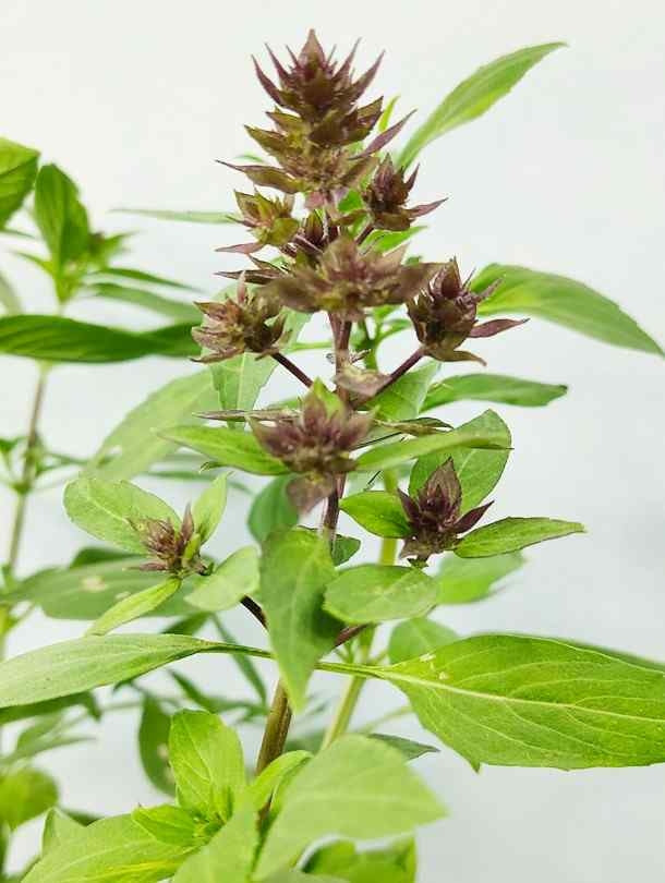 Fresh Flower Delivery in Dubai, UAE. Indoor & Outdoor Plants, Artificial Flowers, Plants & Trees, Succulent, Terrariums & Supplies, Gardening & Plantation, Moss wall, Green wall, Foliage Wall, Flowers for every occasion, Landscape Designing, Dry Flower, Coir Products, Plant Pots, Pets (Birds and Fishes) Aquarium, More.