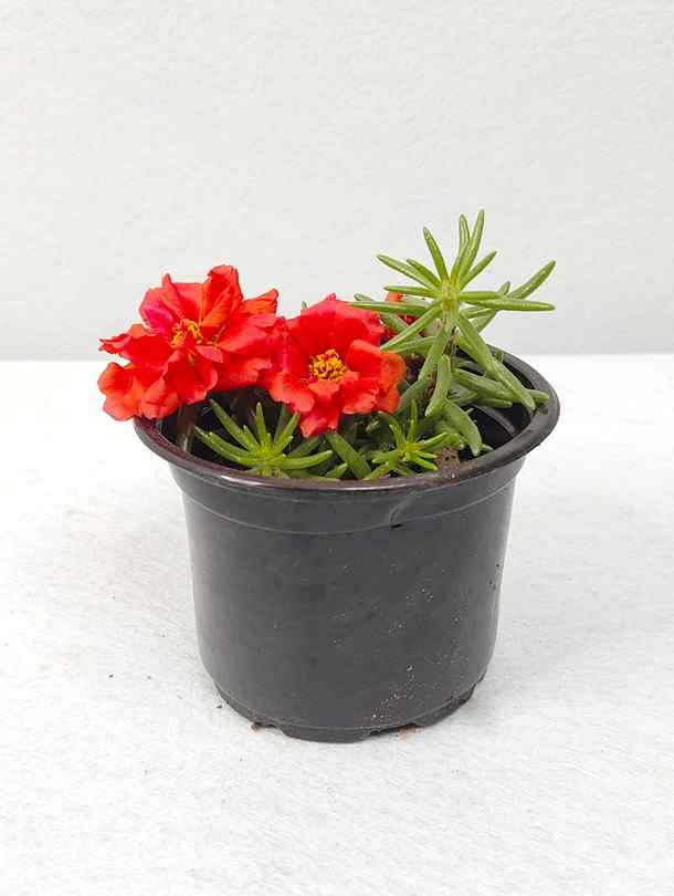 Fresh Flower Delivery in Dubai, UAE. Indoor & Outdoor Plants, Artificial Flowers, Plants & Trees, Succulent, Terrariums & Supplies, Gardening & Plantation, Moss wall, Green wall, Foliage Wall, Flowers for every occasion, Landscape Designing, Dry Flower, Coir Products, Plant Pots, Pets (Birds and Fishes) Aquarium, More.