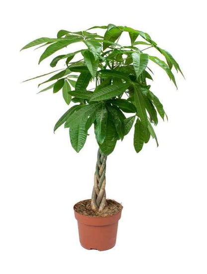 money plant dubai Pachira - Money Tree