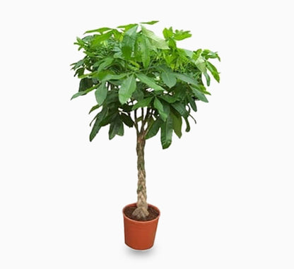 money tree sahara Pachira - Money Tree