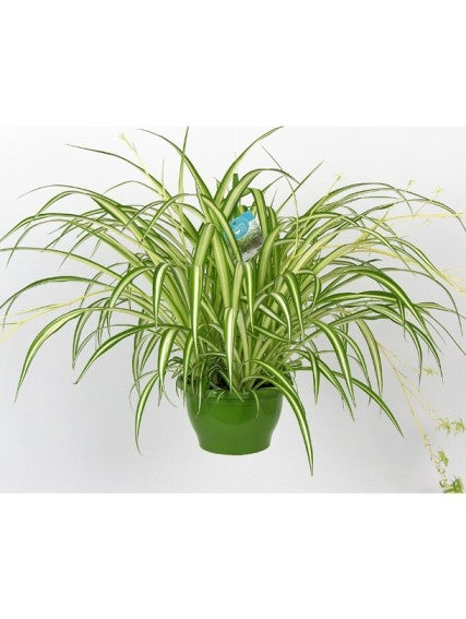 Fresh Flower Delivery in Dubai, UAE. Indoor & Outdoor Plants, Artificial Flowers, Plants & Trees, Succulent, Terrarium & Supplies, Gardening & Plantation, Moss wall, Green wall, Foliage Wall, Flowers for every occasion, Landscape Designing, Dry Flower, Coir Products, Plant Pots, Pets (Birds and Fishes) Aquarium, More..