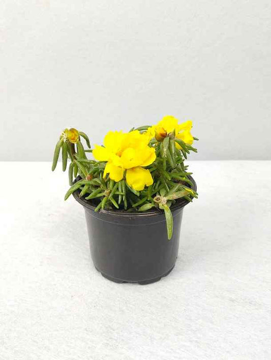 Fresh Flower Delivery in Dubai, UAE. Indoor & Outdoor Plants, Artificial Flowers, Plants & Trees, Succulent, Terrariums & Supplies, Gardening & Plantation, Moss wall, Green wall, Foliage Wall, Flowers for every occasion, Landscape Designing, Dry Flower, Coir Products, Plant Pots, Pets (Birds and Fishes) Aquarium, More.