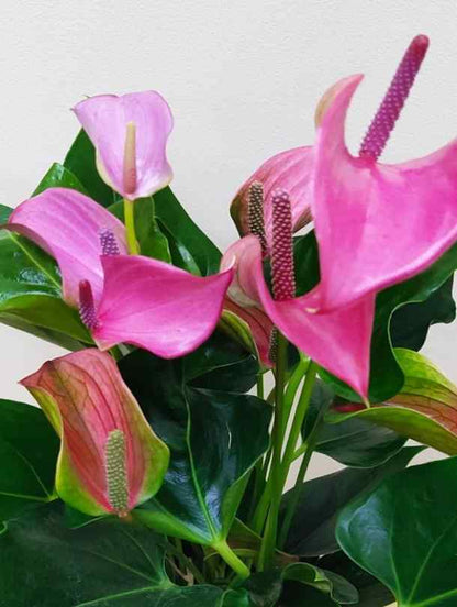 hydro anthurium Hydro Anthurium - Flamingo Pink