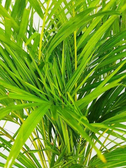 areca palm dubai Outdoor Areca Palm