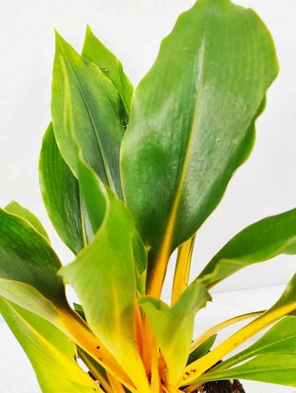 Fresh Flower Delivery in Dubai, UAE. Indoor & Outdoor Plants, Artificial Flowers, Plants & Trees, Succulent, Terrariums & Supplies, Gardening & Plantation, Moss wall, Green wall, Foliage Wall, Flowers for every occasion, Landscape Designing, Dry Flower, Coir Products, Plant Pots, Pets (Birds and Fishes) Aquarium, More.