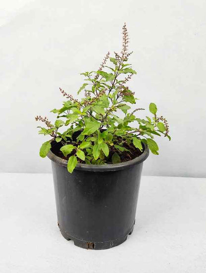 tulsi plant indoor or outdoor Tulsi- Ocimum tenuiflorum