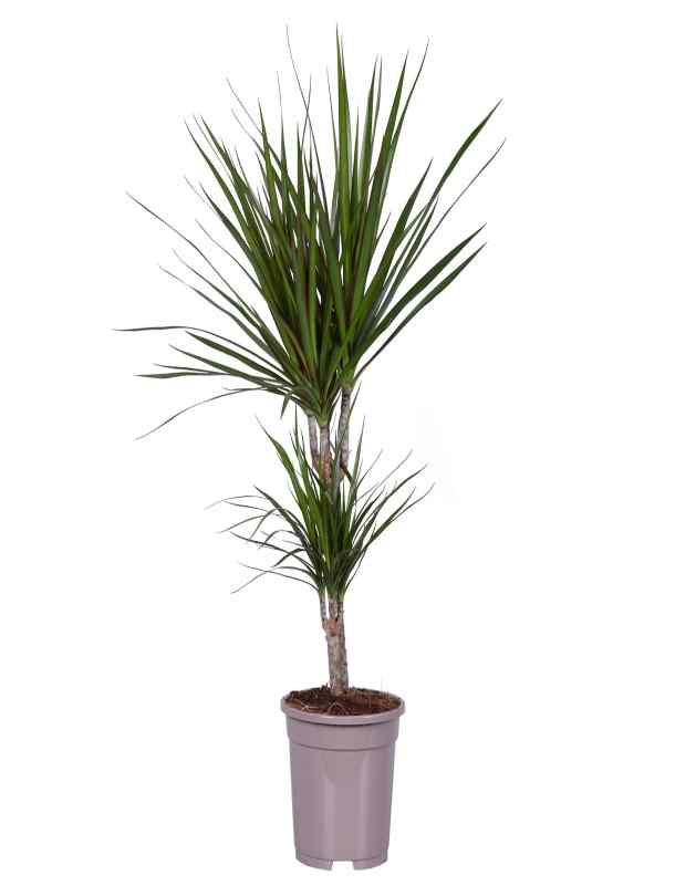 Fresh Flower Delivery in Dubai, UAE. Indoor & Outdoor Plants, Artificial Flowers, Plants & Trees, Succulent, Terrarium & Supplies, Gardening & Plantation, Moss wall, Green wall, Foliage Wall, Flowers for every occasion, Landscape Designing, Dry Flower, Coir Products, Plant Pots, Pets (Birds and Fishes) Aquarium, More..