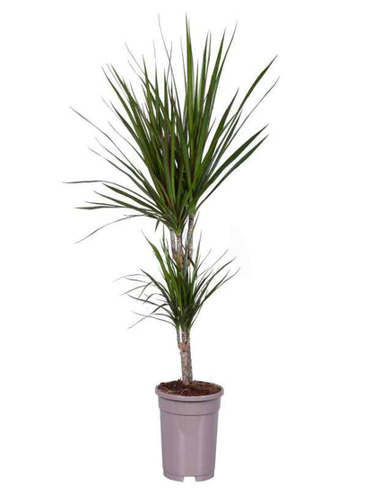 Fresh Flower Delivery in Dubai, UAE. Indoor & Outdoor Plants, Artificial Flowers, Plants & Trees, Succulent, Terrarium & Supplies, Gardening & Plantation, Moss wall, Green wall, Foliage Wall, Flowers for every occasion, Landscape Designing, Dry Flower, Coir Products, Plant Pots, Pets (Birds and Fishes) Aquarium, More..